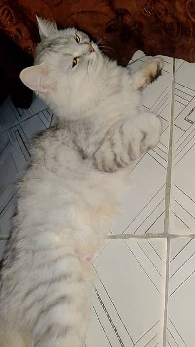 Beautiful Grey & White Cat Luna – 1.5 Years Old