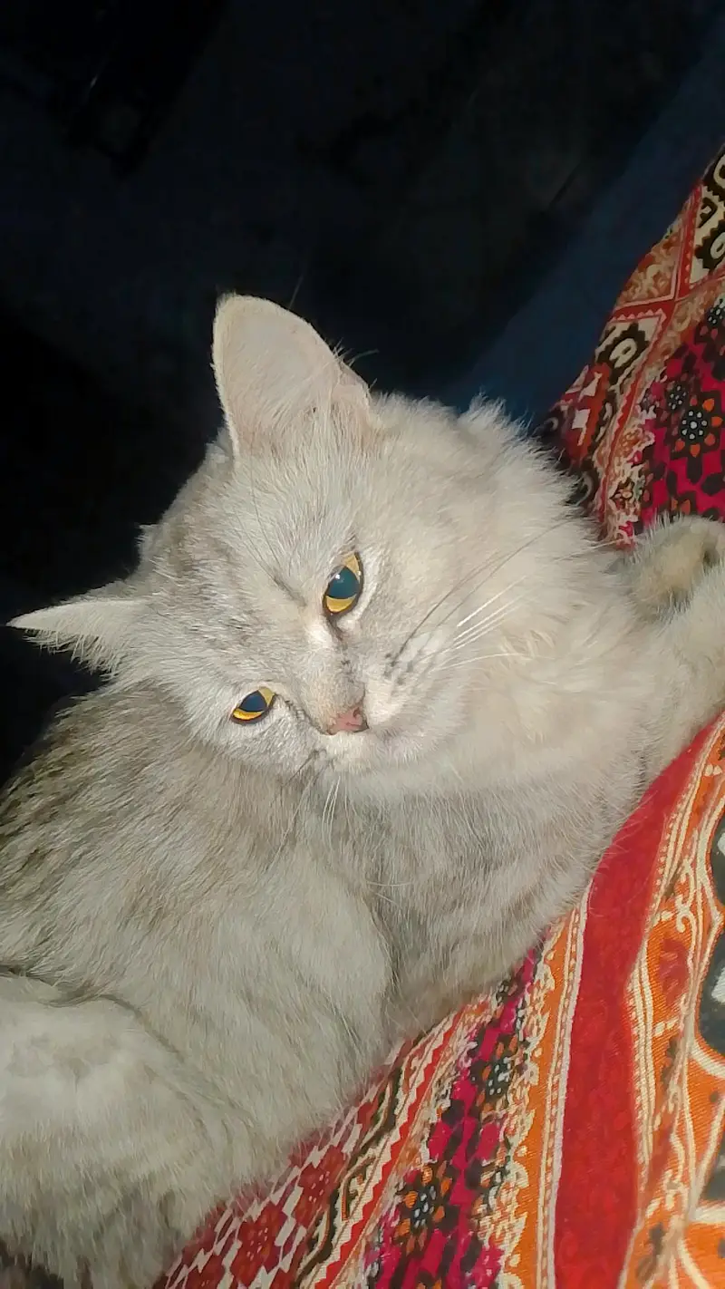 Beautiful Grey & White Cat Luna – 1.5 Years Old — photo 2