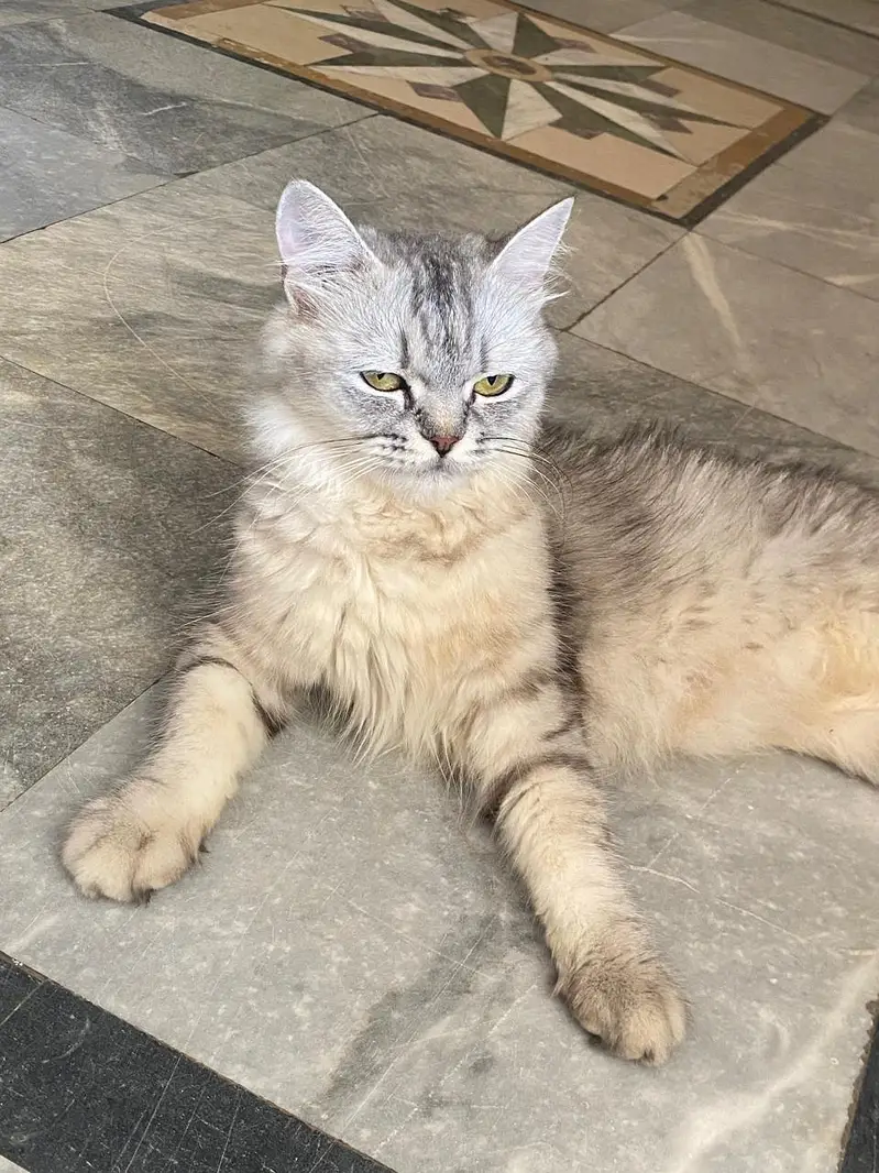 Beautiful Grey & White Cat Luna – 1.5 Years Old — photo 3