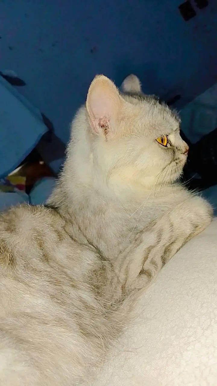 Beautiful Grey & White Cat Luna – 1.5 Years Old — photo 4