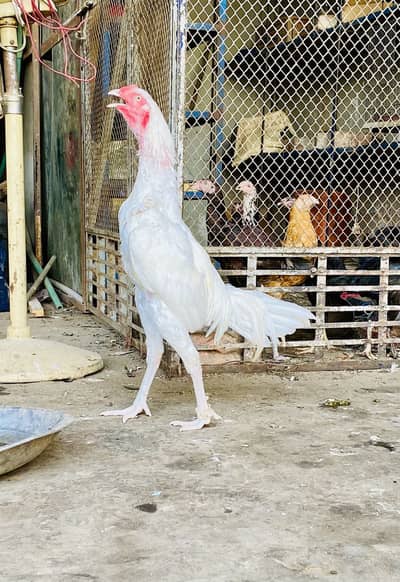 High quality Heera Aseel