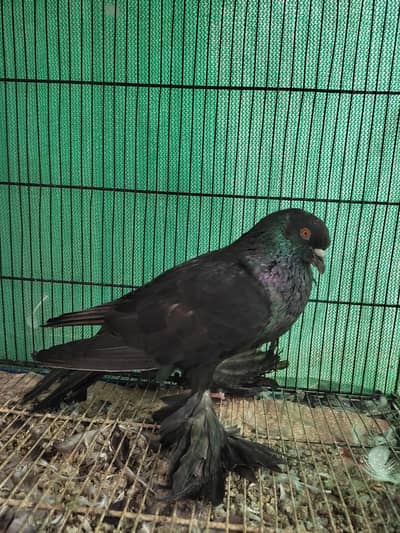 black pouter male