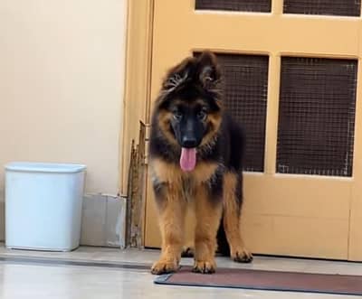 German shepherd puppies for sale healthy
