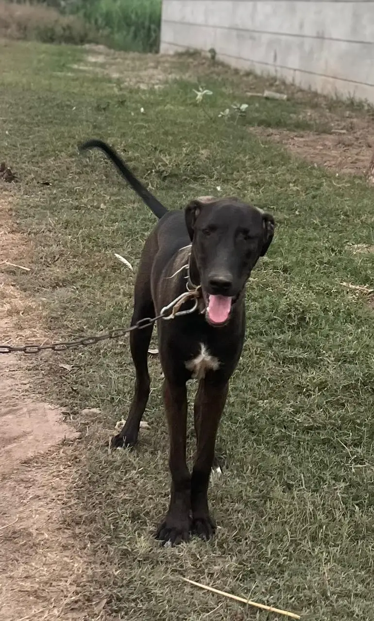 Bully dog — photo 2