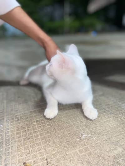 white cat, persian white cat