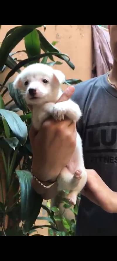 Russian puppy for sale full healthy and active