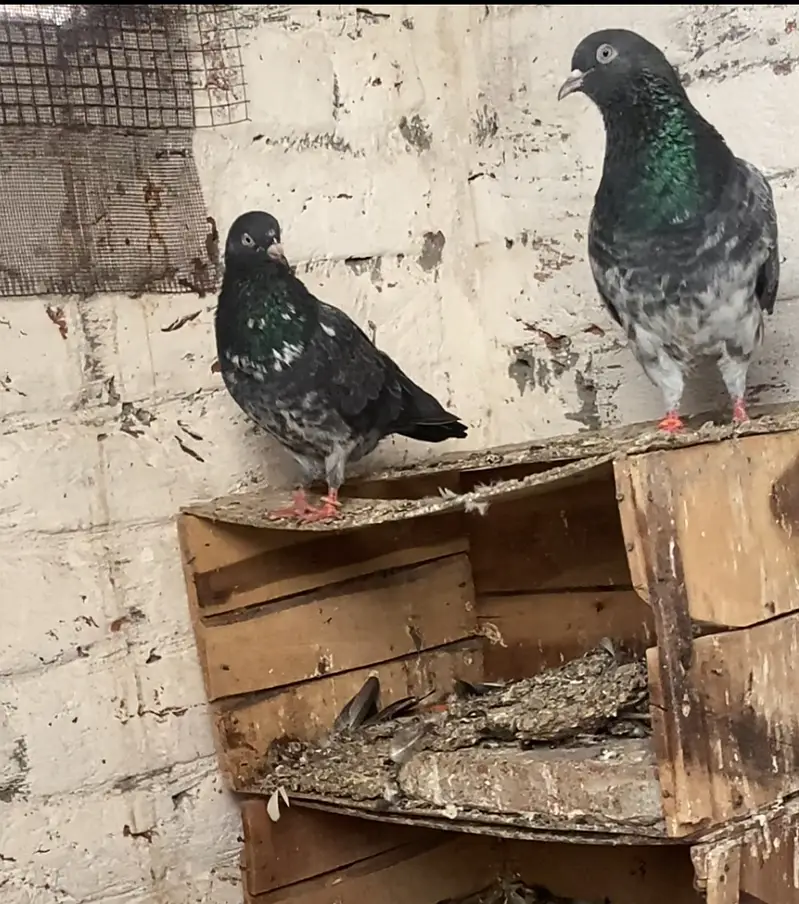 20 Kabootar  [High Flying Pathe ] 2500 each- Teddy, cont : 03240635147 — photo 3