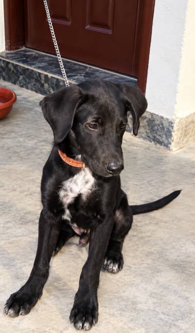 Pointer dog for sale