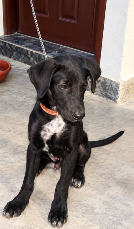 Pointer dog for sale 0