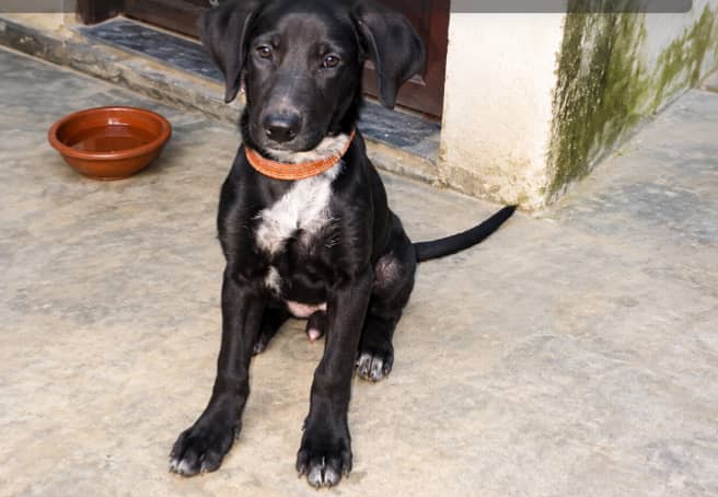 Pointer dog for sale 1
