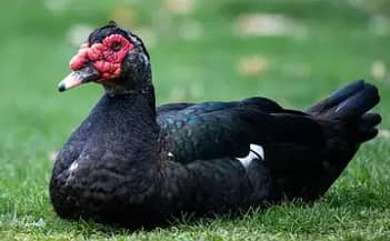 Muscovy Duck