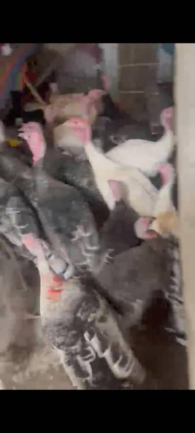 turkey birds for sale ready to bread