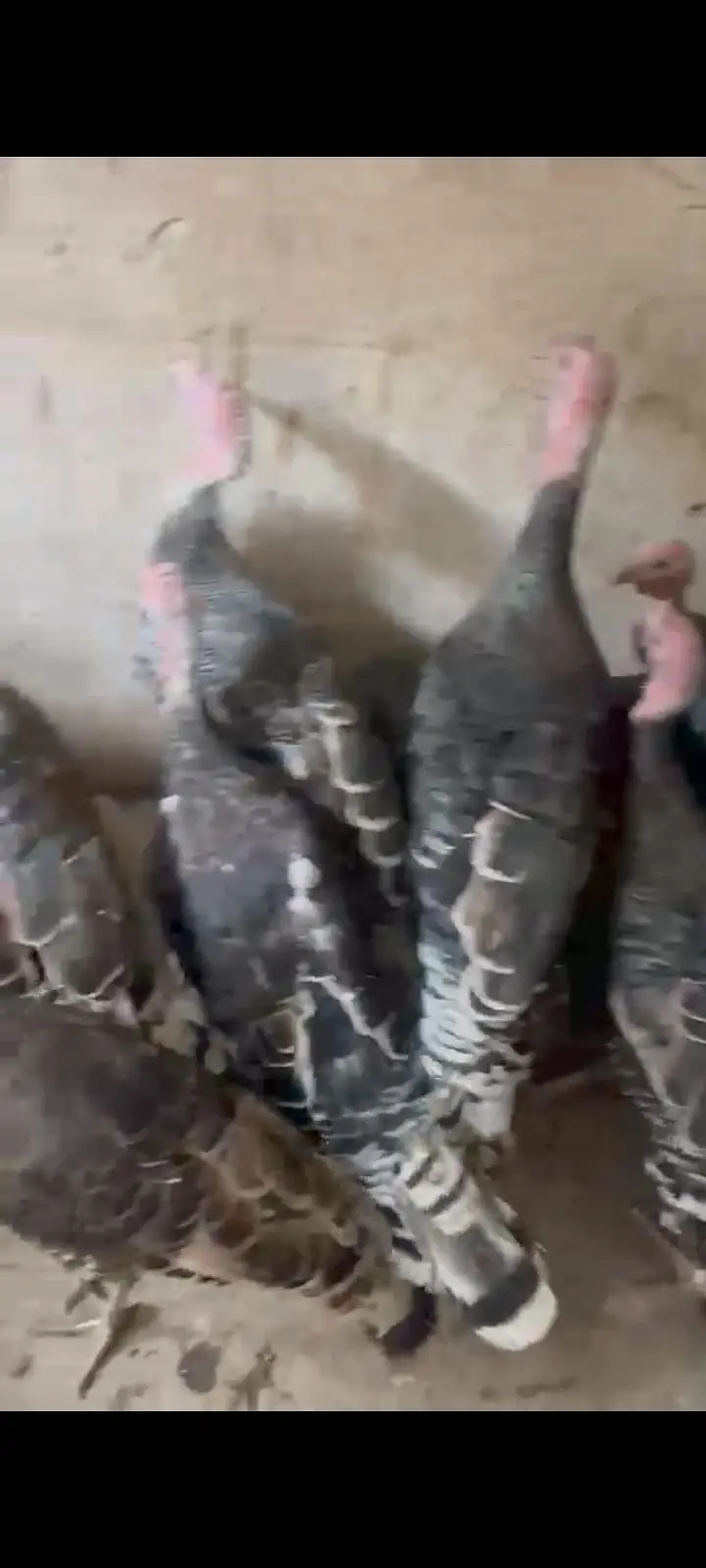 turkey birds for sale ready to bread — photo 2