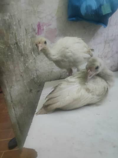 o34o3oo5566 what'aap pa mgs kara white turkey pair 5000