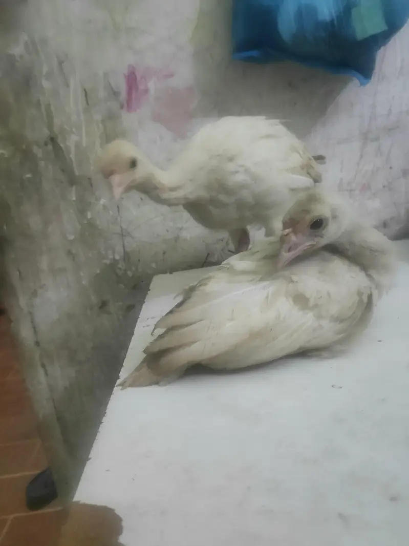 o34o3oo5566 what'aap pa mgs kara white turkey pair 5000 — photo 2