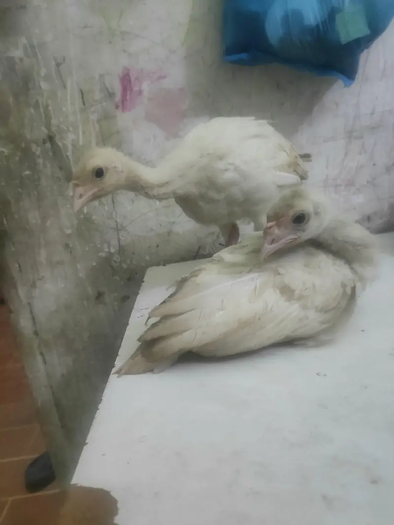 o34o3oo5566 what'aap pa mgs kara white turkey pair 5000 — photo 3