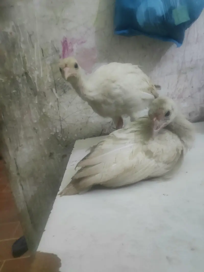 o34o3oo5566 what'aap pa mgs kara white turkey pair 5000 — photo 4