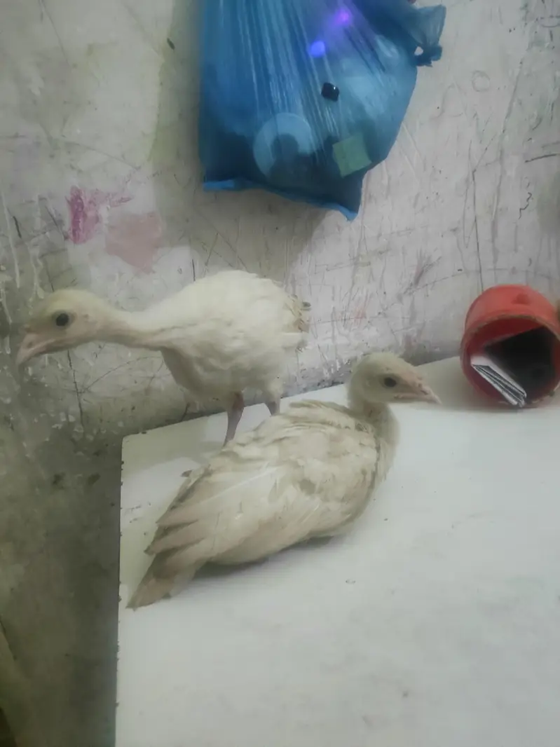 o34o3oo5566 what'aap pa mgs kara white turkey pair 5000 — photo 5