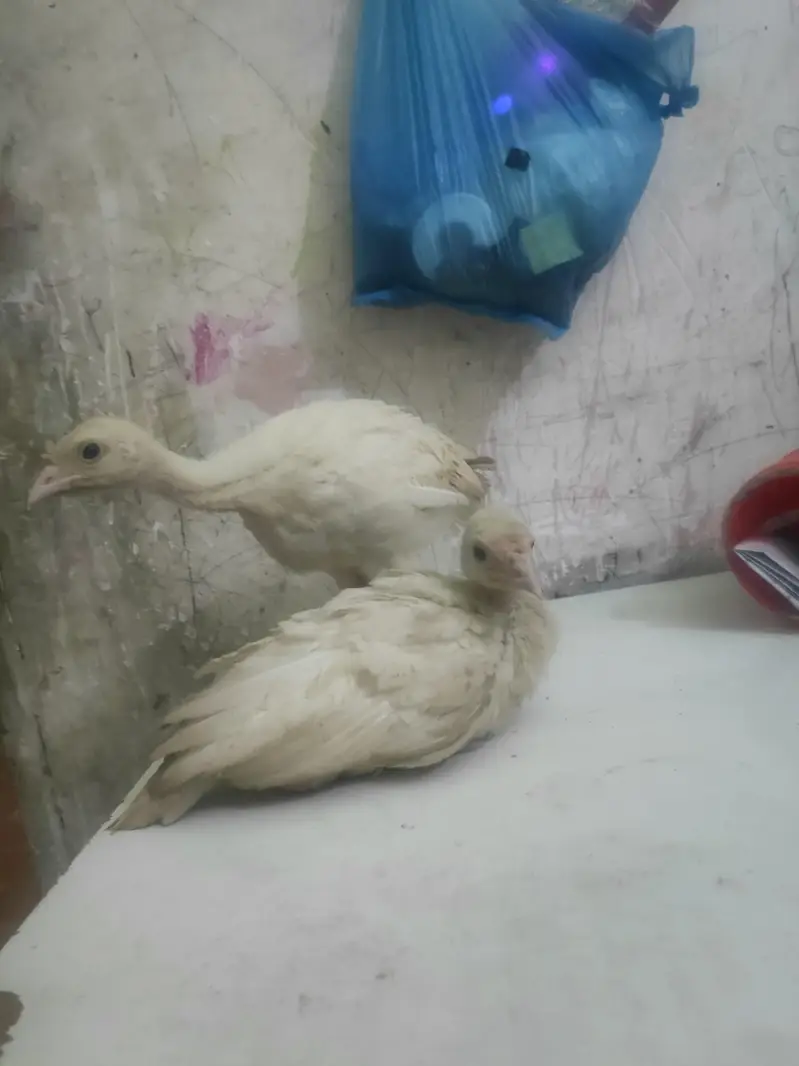 o34o3oo5566 what'aap pa mgs kara white turkey pair 5000 — photo 6