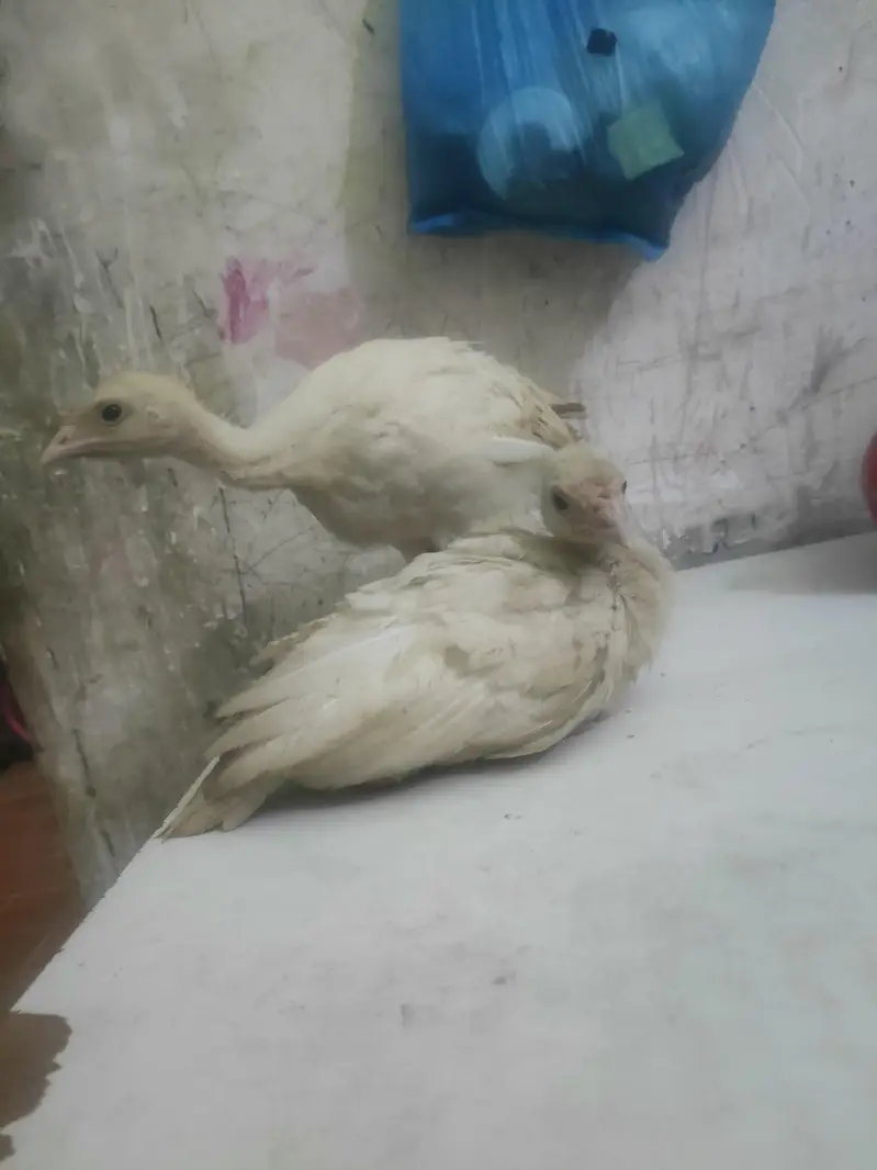 o34o3oo5566 what'aap pa mgs kara white turkey pair 5000 — photo 7