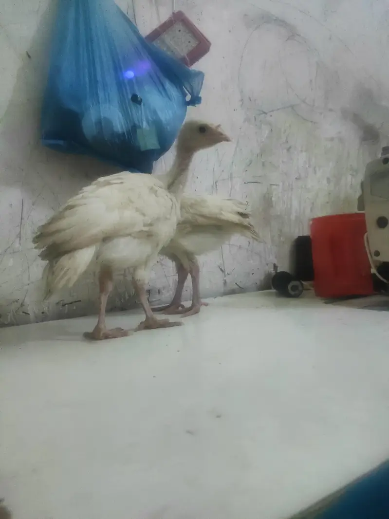 o34o3oo5566 what'aap pa mgs kara white turkey pair 5000 — photo 8