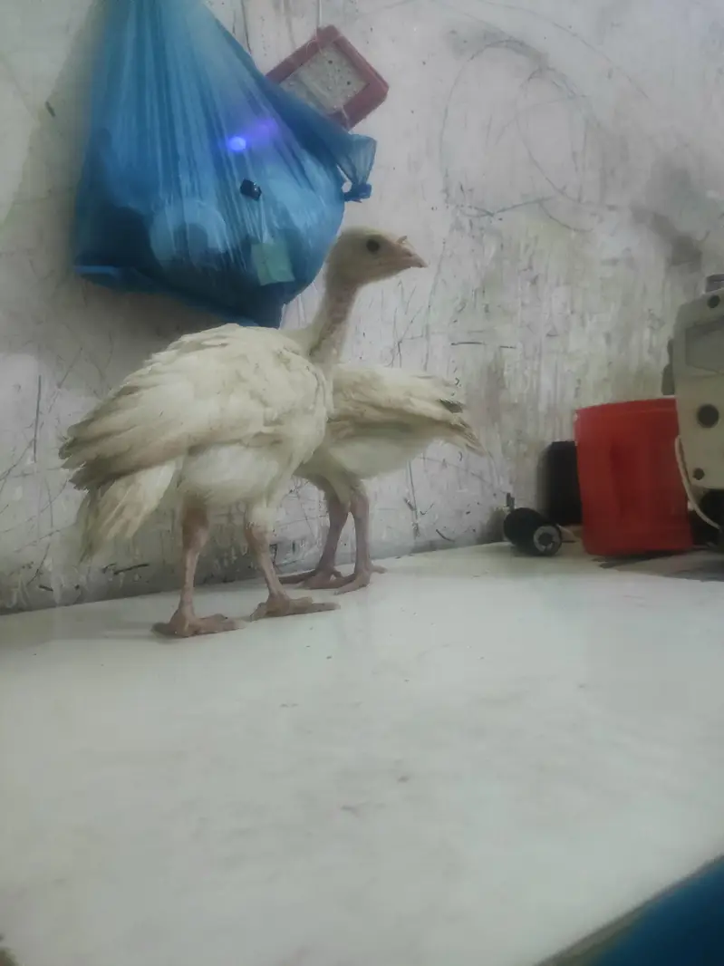 o34o3oo5566 what'aap pa mgs kara white turkey pair 5000 — photo 9