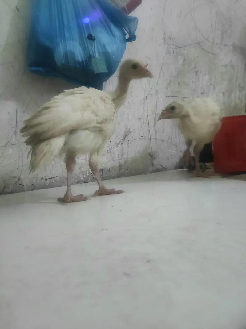 o34o3oo5566 what'aap pa mgs kara white turkey pair 5000 — photo 10