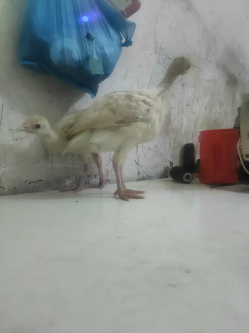 o34o3oo5566 what'aap pa mgs kara white turkey pair 5000 — photo 11
