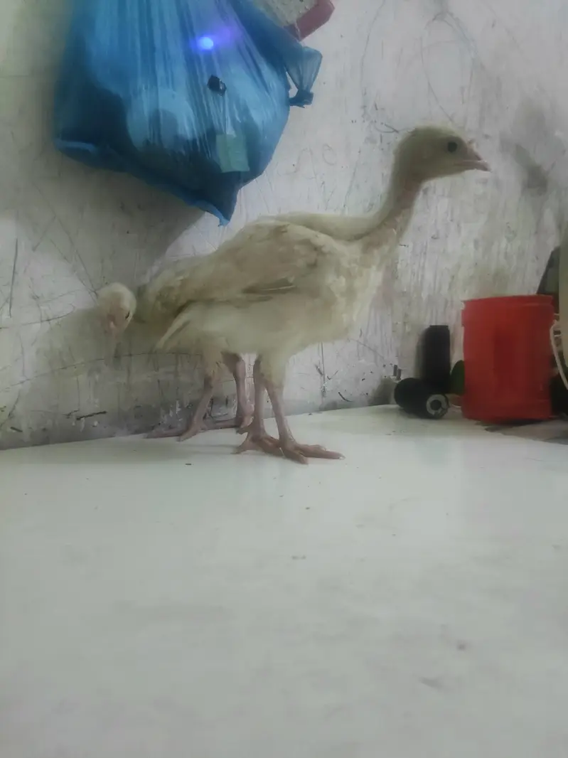 o34o3oo5566 what'aap pa mgs kara white turkey pair 5000 — photo 12