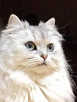 Beautiful Persian Kittens – British Male & Female Cats