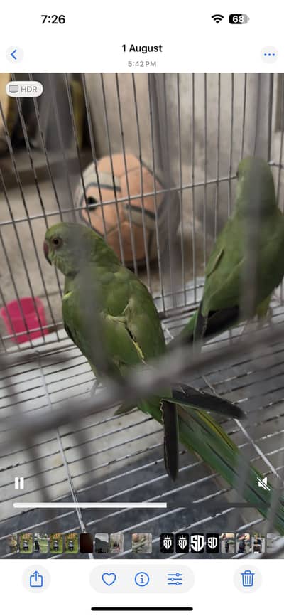 Pair of green parrots