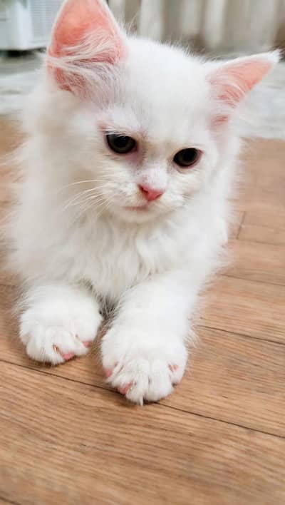 Persian pair of kitten for sell
