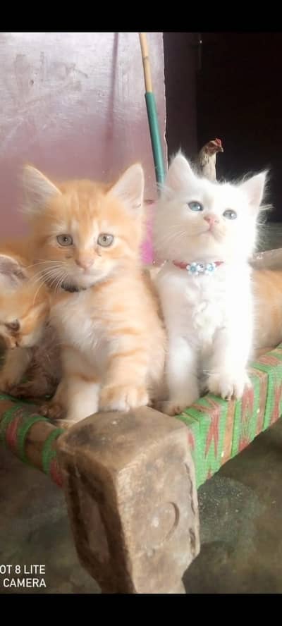 kittens for sale