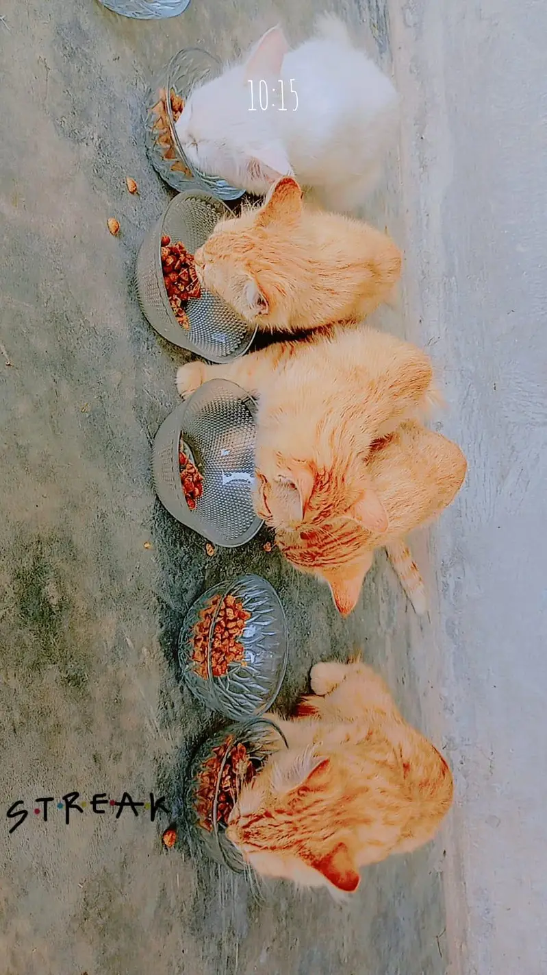 kittens for sale — photo 2