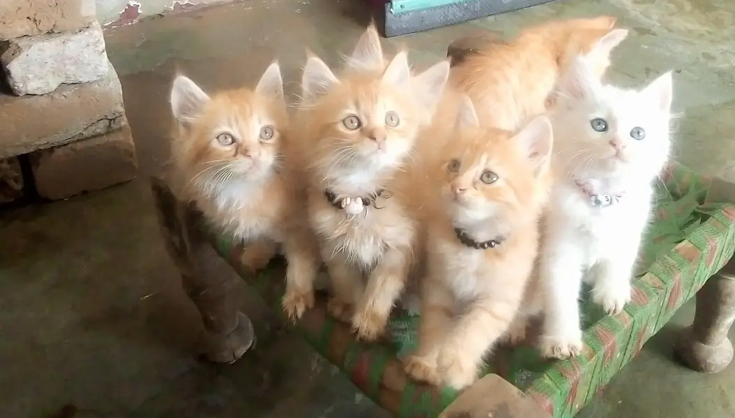 kittens for sale — photo 3