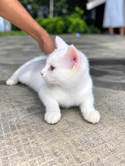 white cat, russian white cat