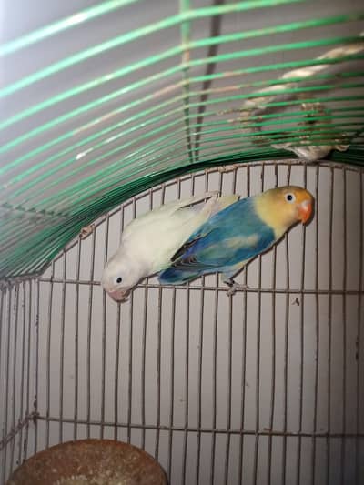 budgies and lovebird pair.