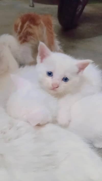 pershin cats