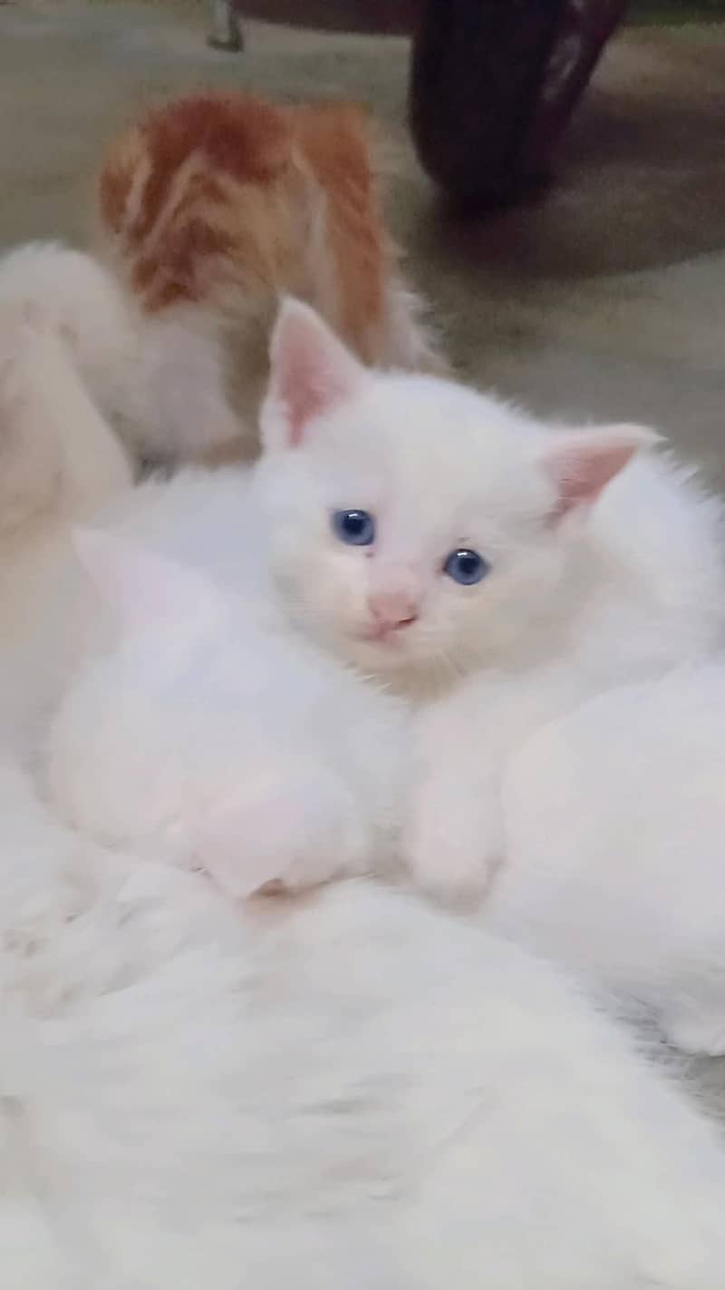 pershin cats 0