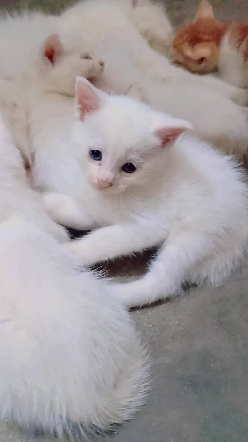 pershin cats 1