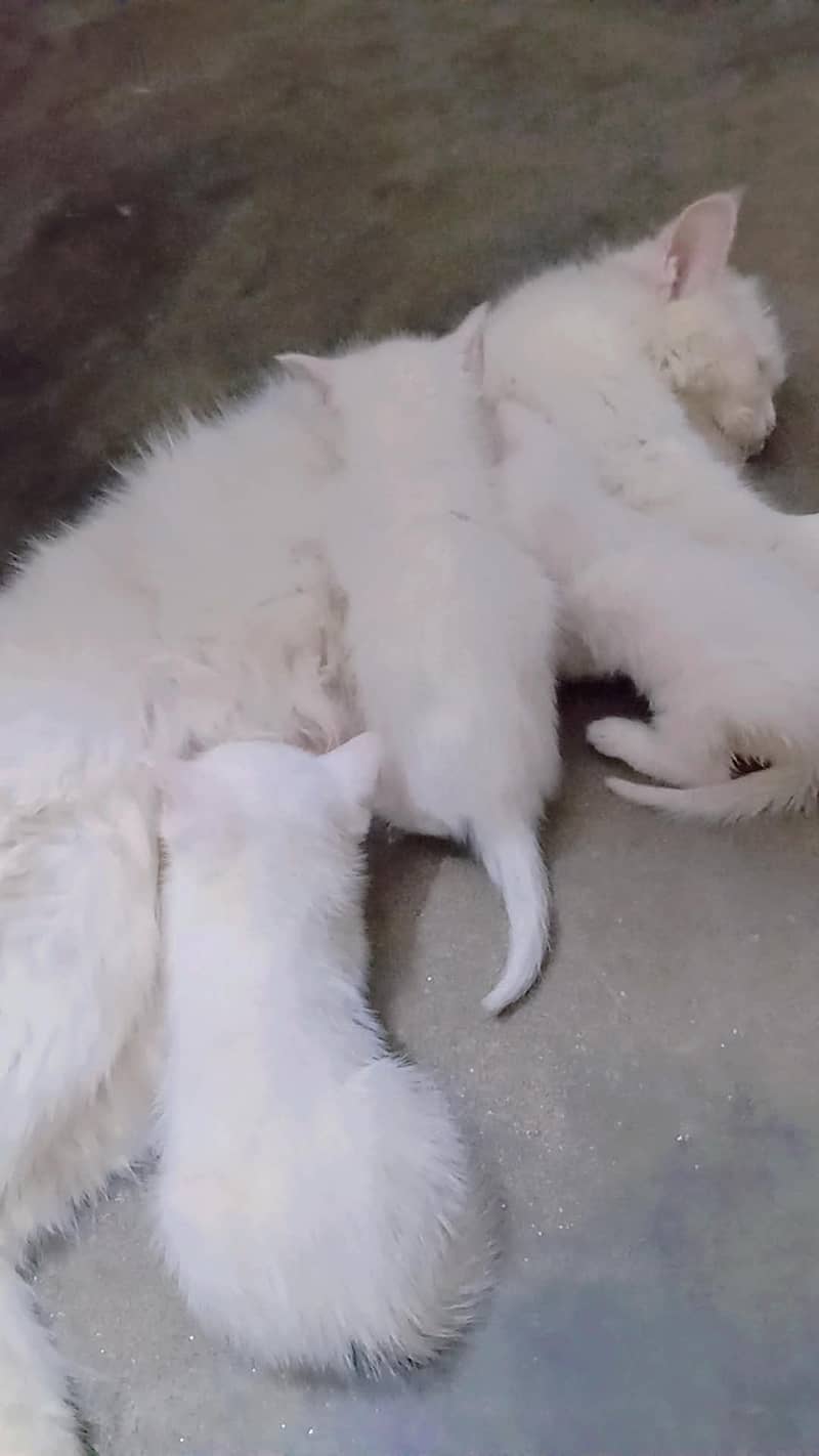 pershin cats 4