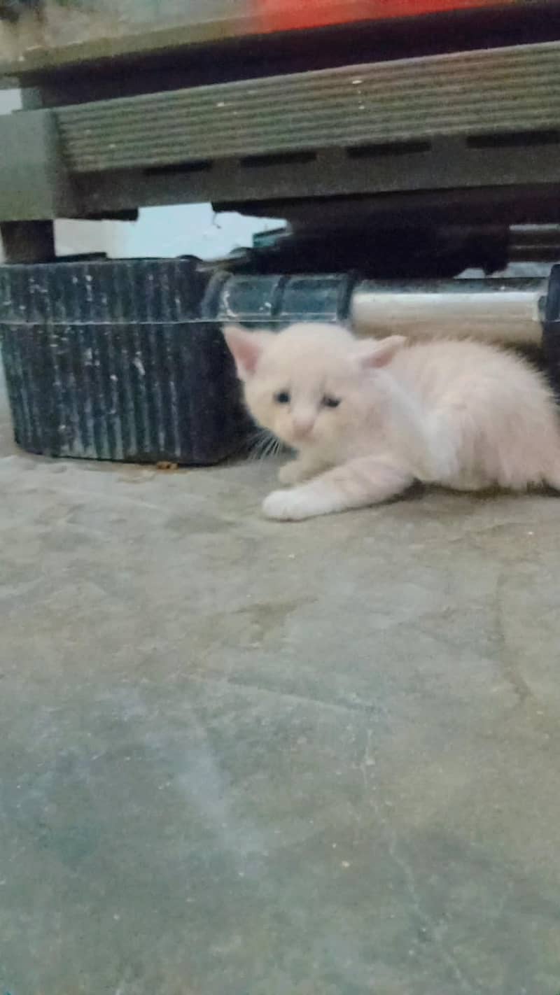 pershin cats 5