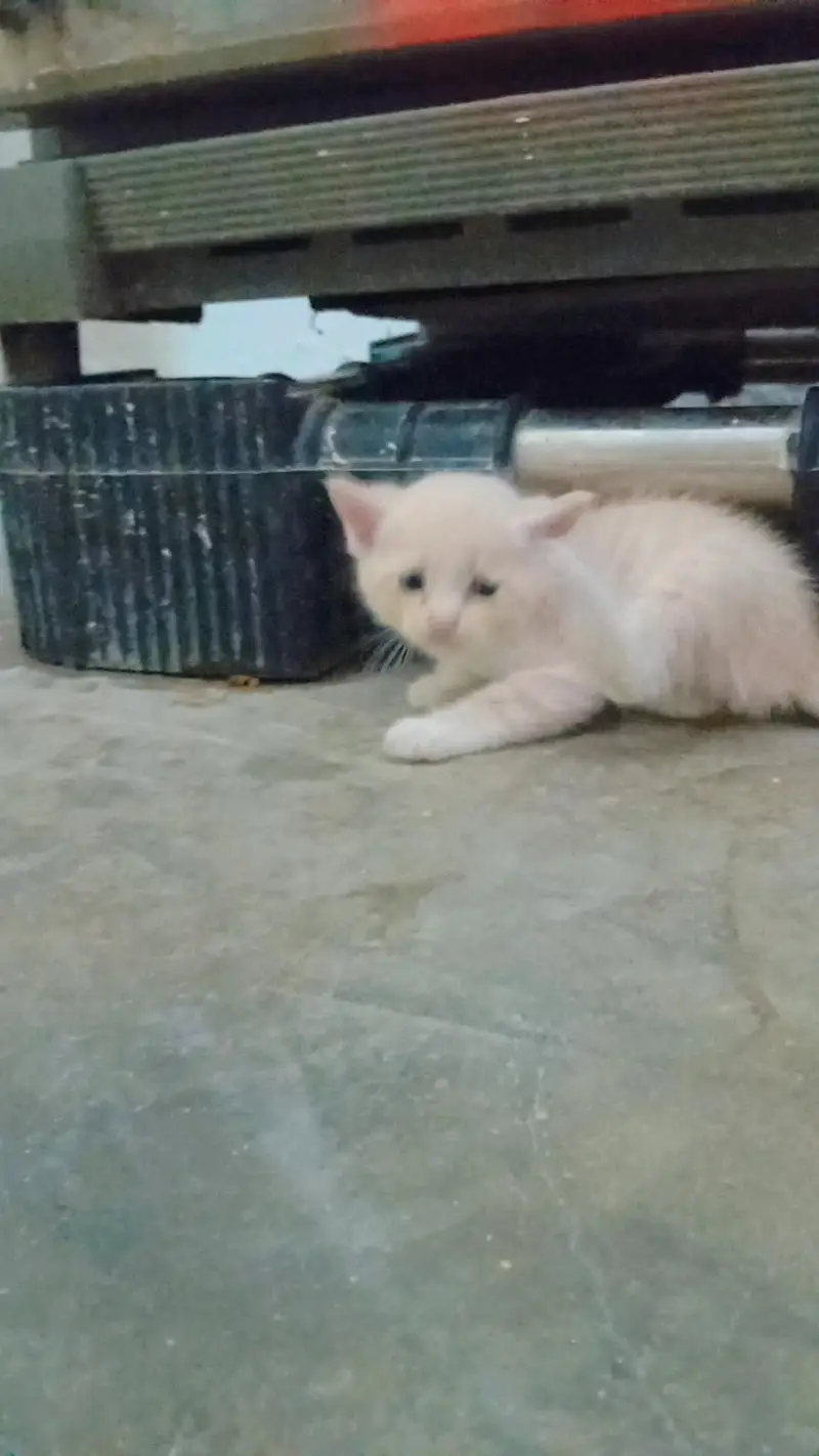 pershin cats — photo 6