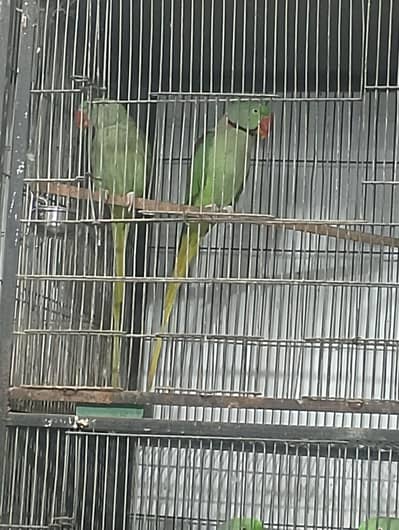 raw breeder pair available for sell