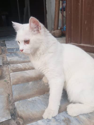 Persian double coated male cat for sale