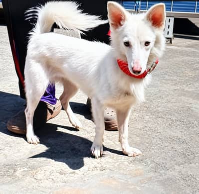 Russian Dog pink Nose Zero Size healthy and Active