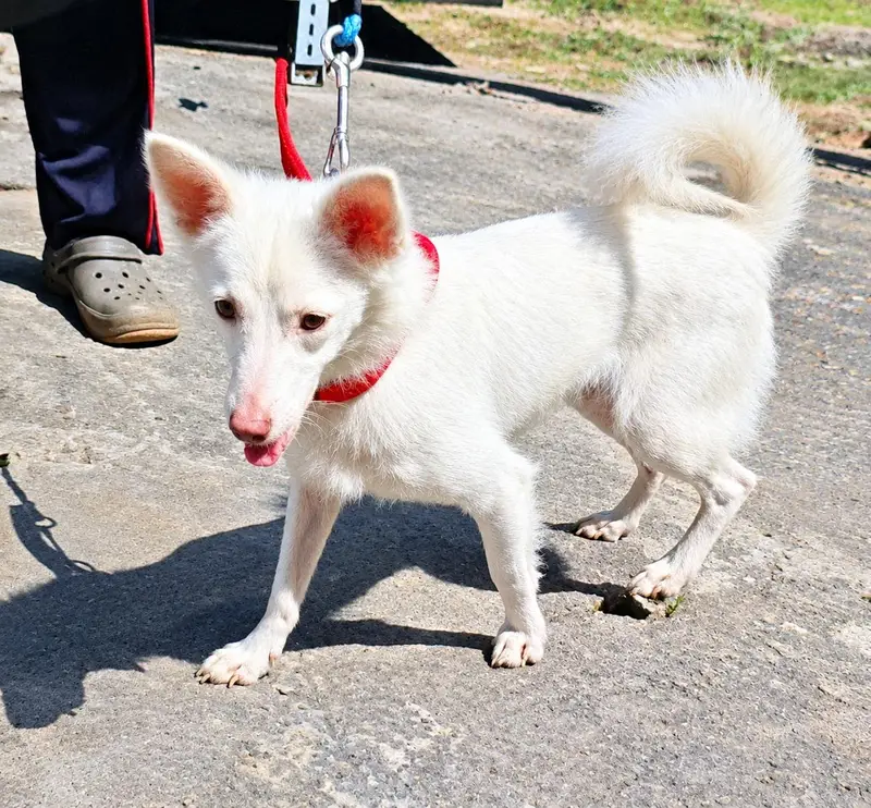 Russian Dog pink Nose Zero Size healthy and Active — photo 3