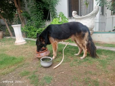 GSD male working line