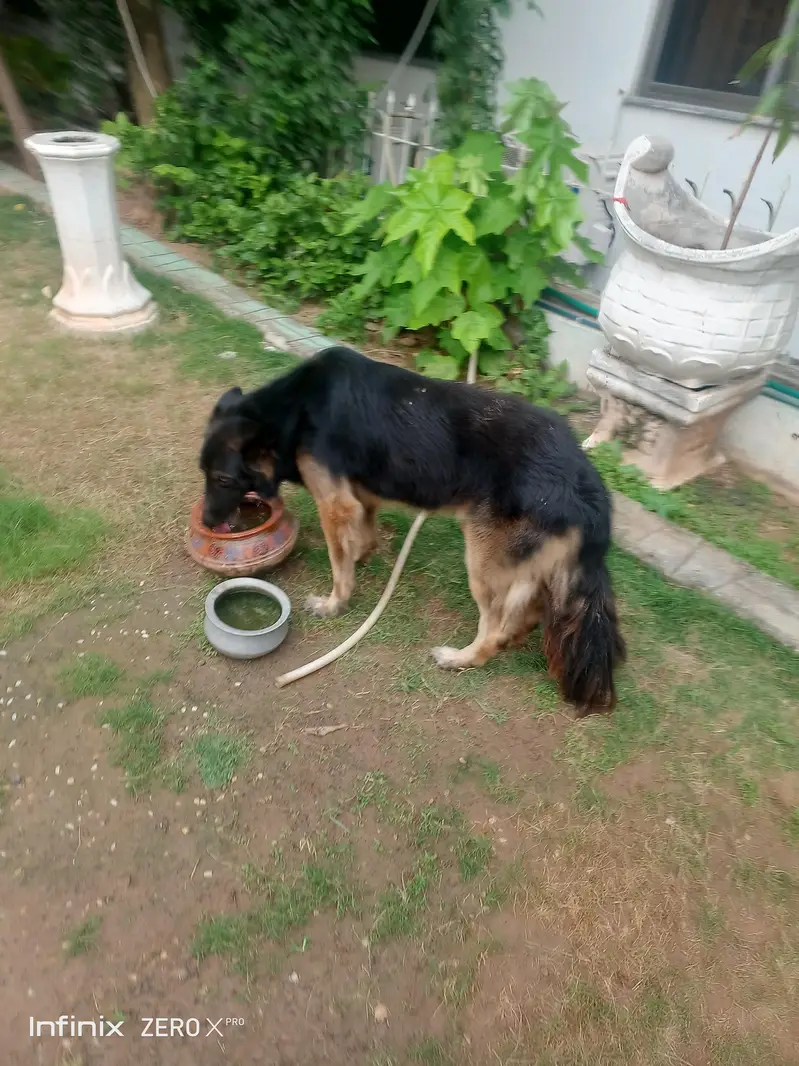 GSD male working line — photo 2