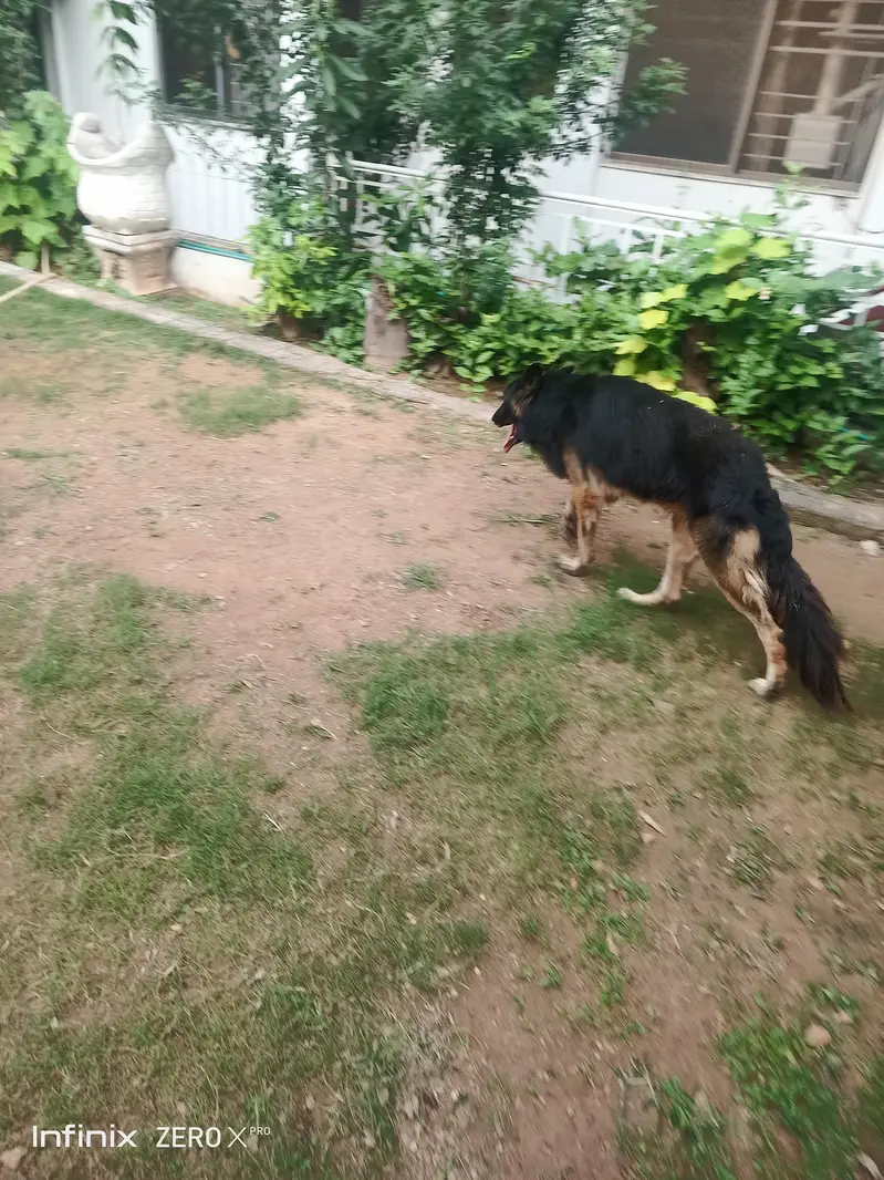 GSD male working line — photo 4